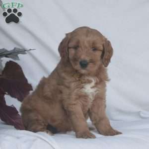 Harper, Goldendoodle Puppy